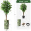75 plantes-97992058