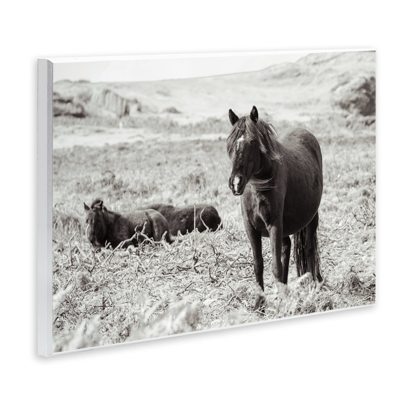 «Dartmoor Pony Lounging», art mural, par Deborah Revell, H 10 po x l 15 po