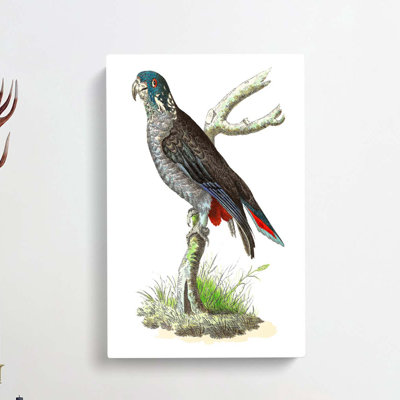 Dusky Parrot by George Shaw - Wrapped Canvas