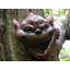 Bedard Plastic Garden Statue