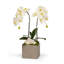 Orchid Floral Arrangement in Planter with Quartz-1389730485