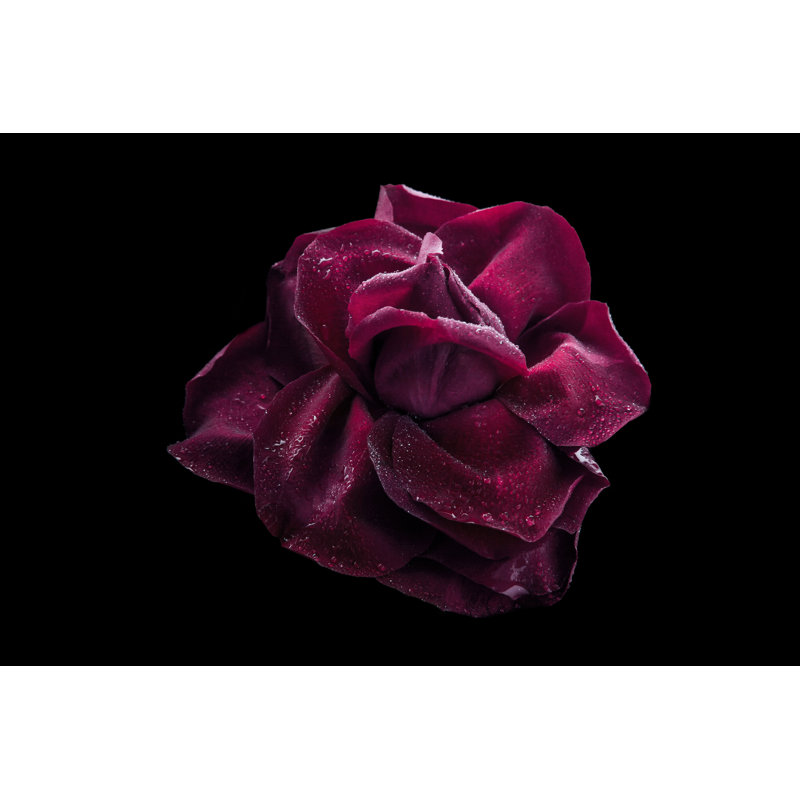 Dark Red Rose - Wrapped Canvas Print, 30cm H x 46cm W x 3.8cm D