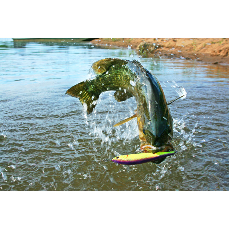 Smallmouth Bass 1493 - Photographie sur toile tendue, H 8 po x l 12 po