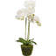 80cm Faux Plant in Cement Pot Liner