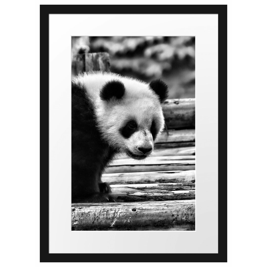 Gerahmtes Poster Panda auf Holzstämmen