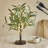 Little Lighted Bonsai Olive Tree with Timer