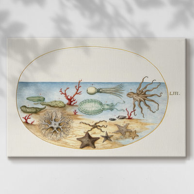 Hoefnagel Sea Vignettes IV - Cavas enveloppés de galerie