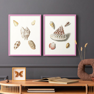 Pastel Knorr Shells VI - reproduction encadrée de qualité supérieure - prête à être accrochée - aucun clou requis - aucun clou requis