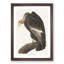 Californian Vulture by John Audubon - Picture Frame Painting Print-55513805-55513804