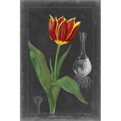 Midnight Tulip IV by Vision Studio - Painting