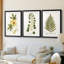 Nature Printed Botanicals douzième-257825202-257825212