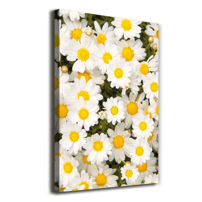 Daisy Flowers - Wrapped Canvas Print