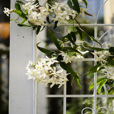 71"X19.7" Metal Garden Trellises, Cream White Rustproof, Easy Assembly Way, 4 Trellis, Rust-, To Build,