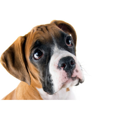 Baby Boxer Puppy by Glass-eye-studios - No Frame Art Prints on Canvas