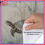 Housses de couette Tortues dans l'herbe-126737088