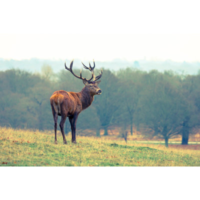 " Male Red Deer "