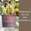 Wood Wall Planter