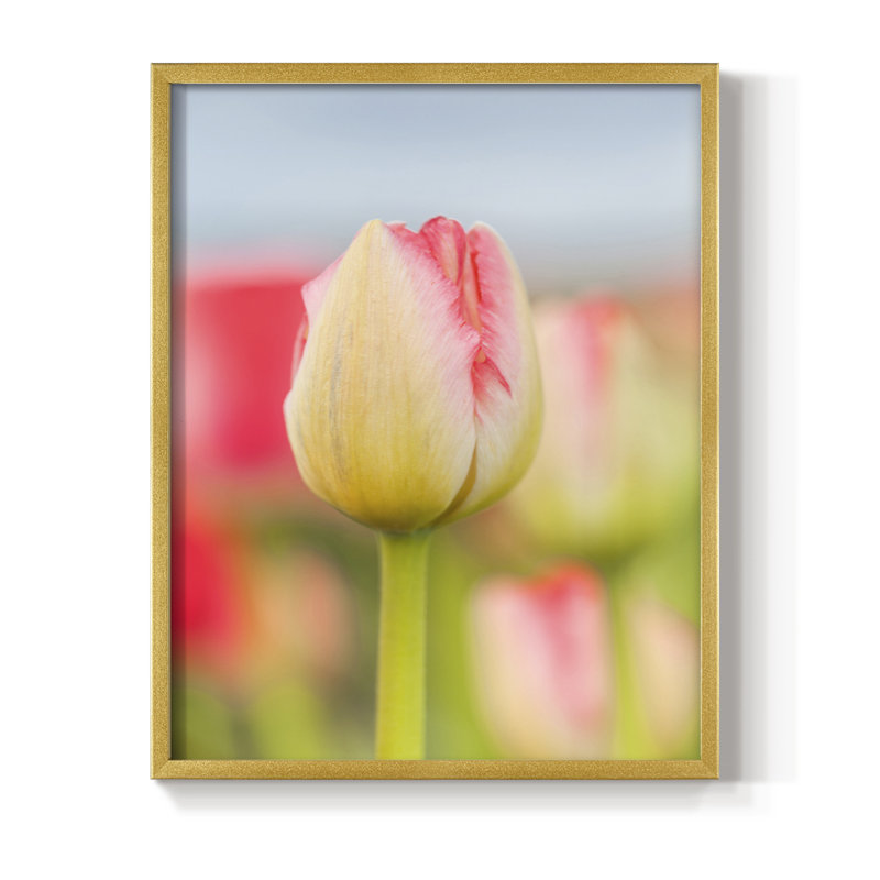 Twotone Tulip Framed Print - Solid Wood, 28" H x 22" W