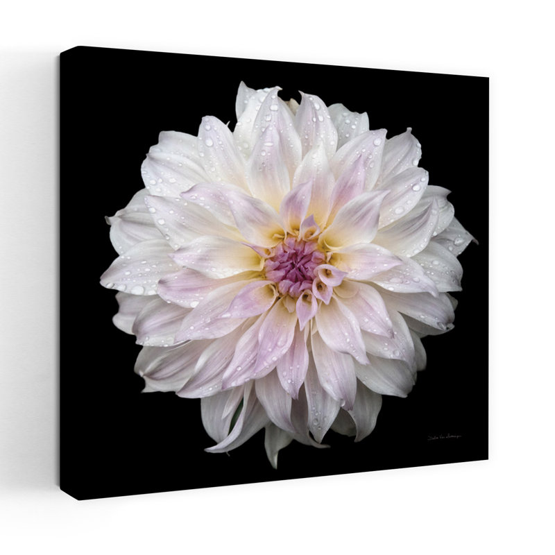 Dahlia IV, art floral contemporain Dahlia, H 18 po x l 18 po