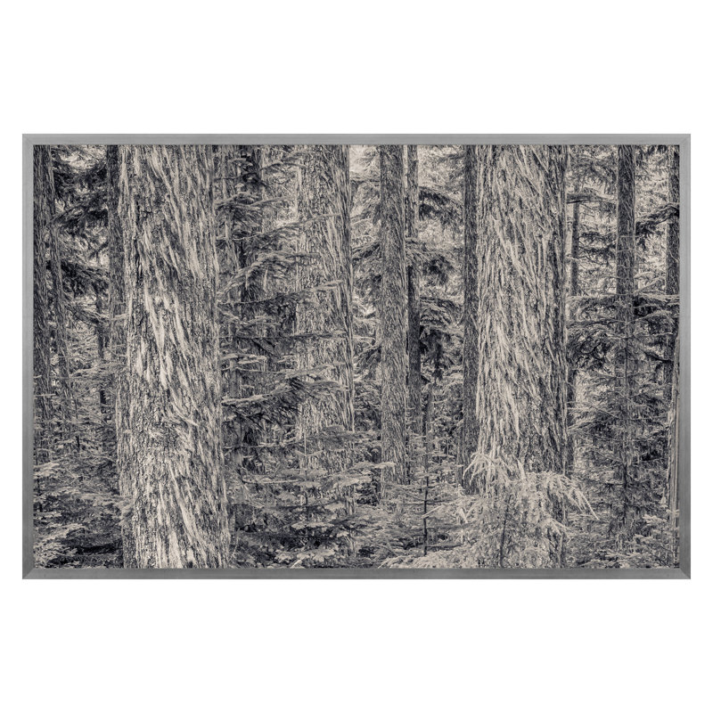 «Arlecho Creek Forest» par Lazelle, Keith, H 30 po x l 45 po