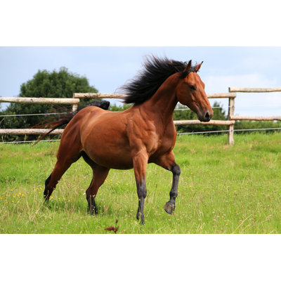 " Western Horse " by Biancagrueneberg