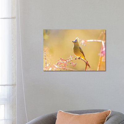 Central America, Costa Rica. Female Long-tailed Silky-flycatcher. by Jaynes Gallery - Wrapped Canvas Gallery-Wrapped Canvas Giclée