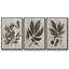 Arbor Speciment IV - ensemble de 3 reproductions de photos sur toile-97757452-97757451