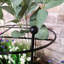 Metal Plant Support