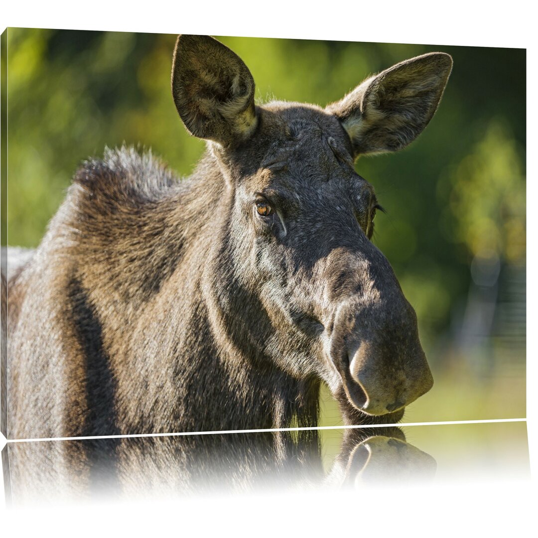 Leinwandbild Schöne Elchkuh auf Wiese