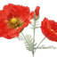 31" Artificial Watermelon Poppy Stems