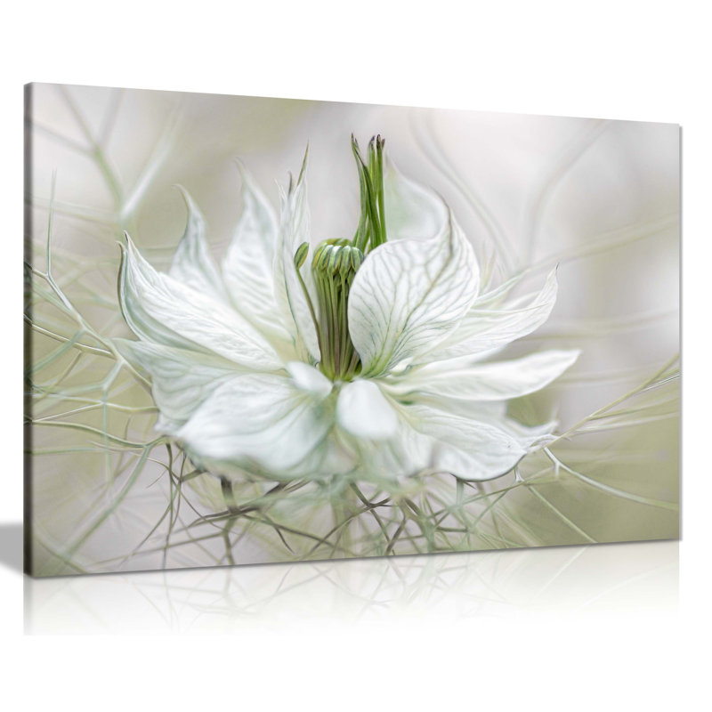 Nigella - Wrapped Canvas Print, 31cm H x 46cm W x 1.8cm D