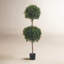 Boxwood Ball Topiary