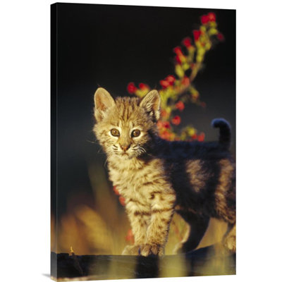 " Bobcat Kitten Standing On Log "