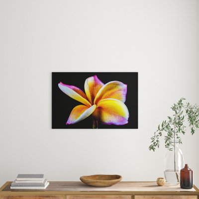Flower Frangipani Photographic - Wrapped Canvas