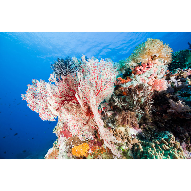 Soft Coral Paradise With Gorgonian Beauty by Ifish - Wrapped Canvas Print, 61cm H x 91cm W x 3.8cm D