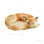 «Sleeping Fox» par Katrina Pete - reproduction sur toile tendue