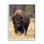 Bison sauvage américain qui broute de l'herbe rustique - Photographie