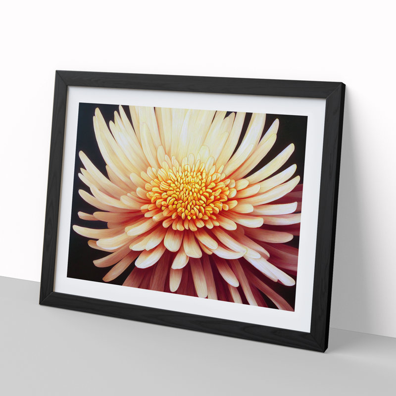 Sensational Chrysanthemum Flower - Framed Print, 34cm H x 46cm W x 2cm D, Black