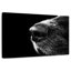 Brampt Dog's Nose