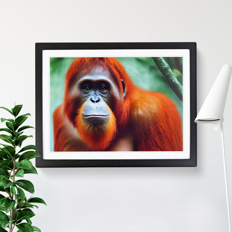 Electrifying Orangutan - Single Picture Frame Print, Black , 46cm H x 64cm W x 2cm D