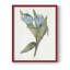 «Blue Tulip Picks II», reproduction encadrée - bois massif-1328694653-1328694655
