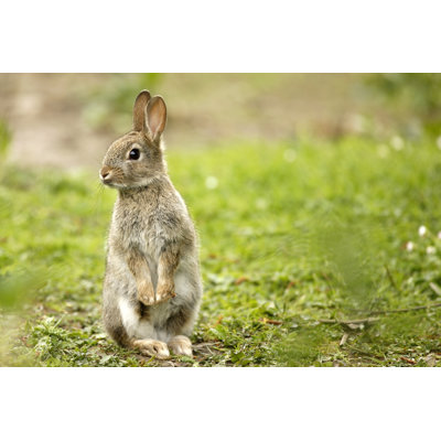 Wild Rabbit by Andrew_Howe