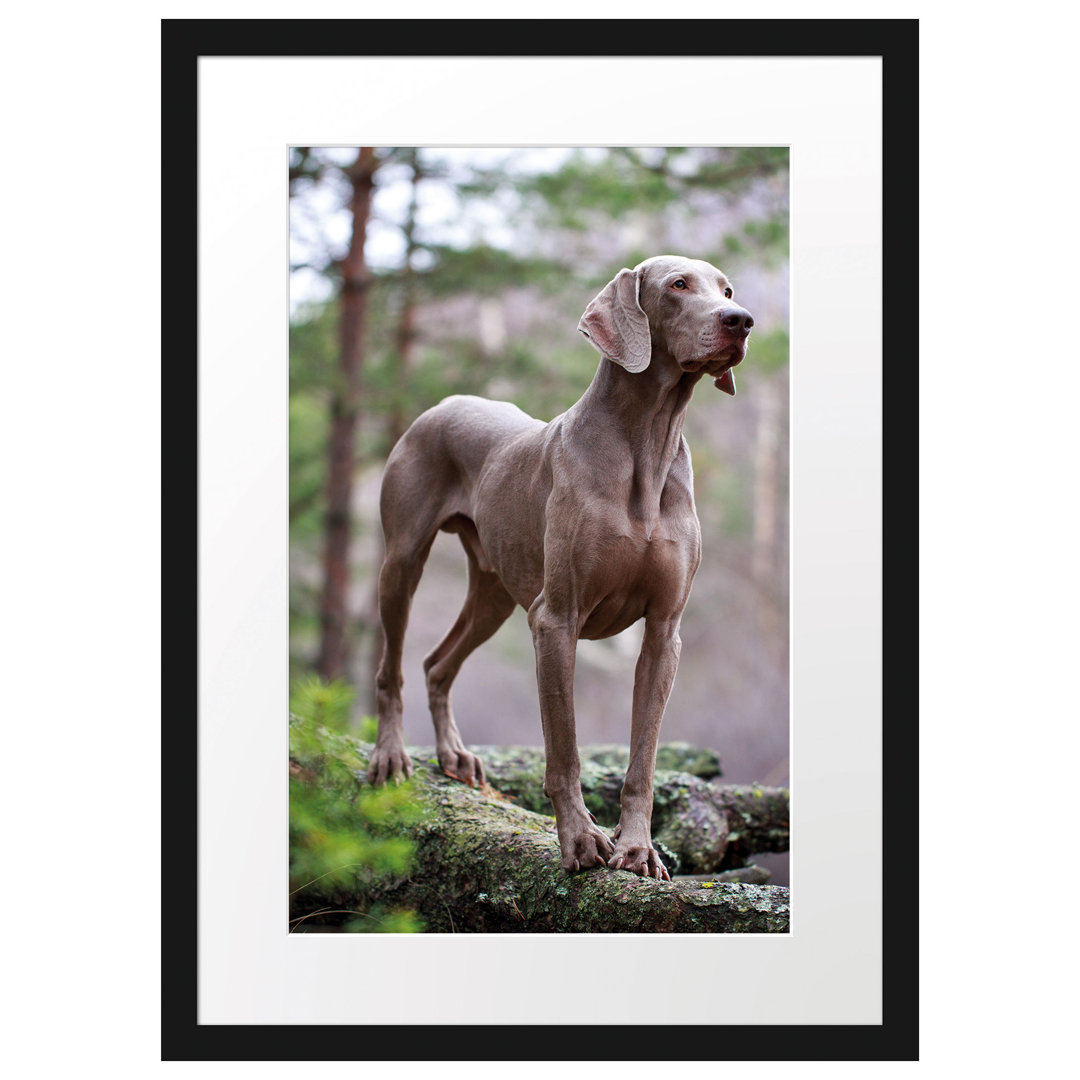 Gerahmtes Poster Edler Weimaraner im Wald