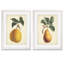 Antique Pear Botanical I par Vincent Van Gogh - ensemble de 2 reproductions d'art encadrées-475040079-475040082-475060037