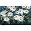 Moonlit Garden I par - Peinture-146007681-146007682