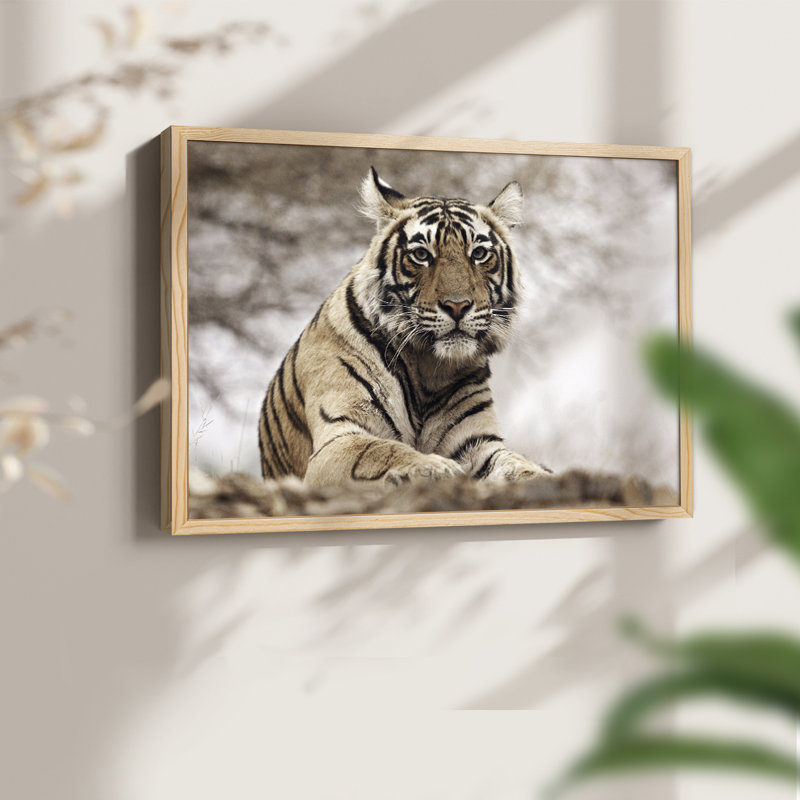 Tigre royal du Bengale - reproduction encadrée - réarmable, H 22 po x l 28 po, Naturel
