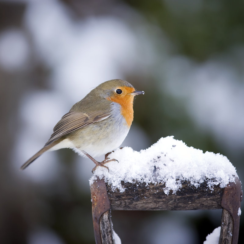 Robin On A Handle by Andrew_Howe - Wrapped Canvas Print, 51cm H x 51cm W x 3.8cm D