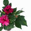 50cm Faux Tree in Pot Liner-101685331