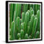Prickly Field - Single Picture Frame Painting-1576584113
