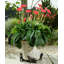 Kia Weather Resistant Planter Feet